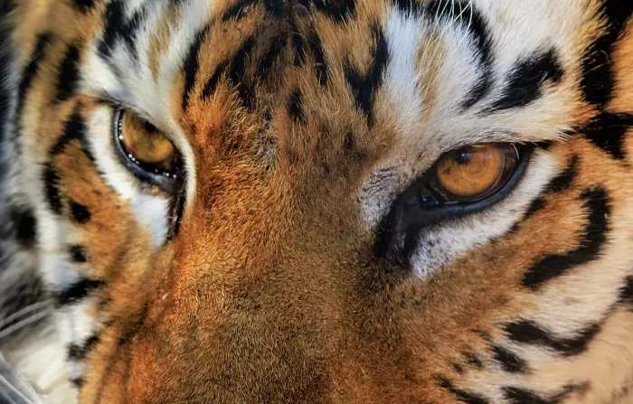 Framed Print : USA, Indiana, Center Point. Close-up of tiger's face Framed Print : USA, Indiana, Center Point. Close-up of tiger's face