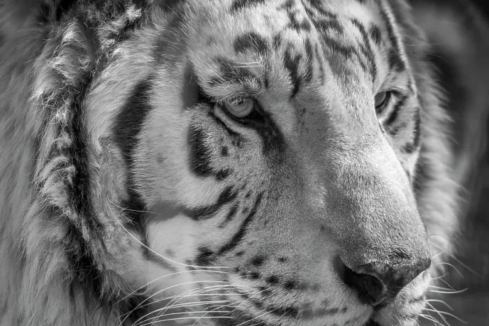 Framed Print : USA, Indiana, Center Point. Close-up of white tiger