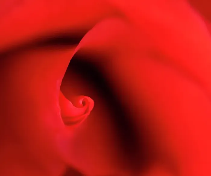 Framed Print : USA, Indiana. Close-up of red rose Framed Print : USA, Indiana. Close-up of red rose