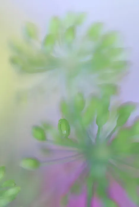 Framed Print : USA, Indiana, Fishers. Abstract close-up of green flower buds Framed Print : USA, Indiana, Fishers. Abstract close-up of green flower buds