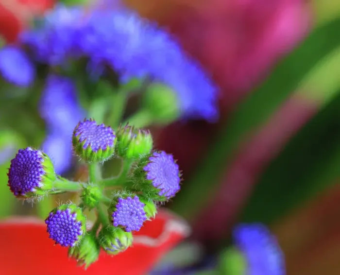 Framed Print : USA, Indiana, Fishers. Close-up of purple flower buds