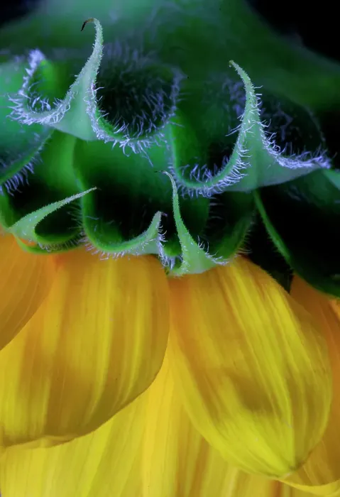 Framed Print : USA, Indiana, Fishers. Close-up side of yellow sunflowers
