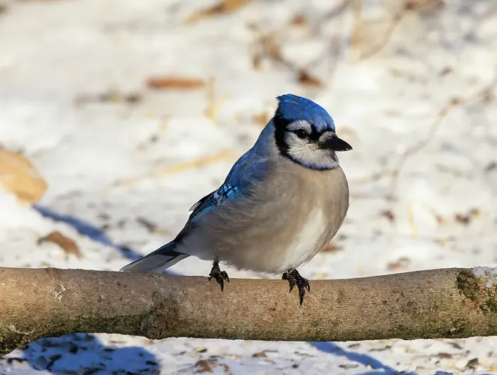 Framed Print : USA, Indiana, Indianapolis. Blue jay on tree limb in winter. ©Wendy Kaveney / Jaynes Gallery / DanitaDelimont.com Framed Print : USA, Indiana, Indianapolis. Blue jay on tree limb in winter. ©Wendy Kaveney / Jaynes Gallery / DanitaDelimont.com
