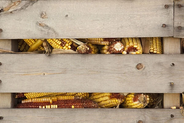 USA, Indiana, Indianapolis. Corn cobs in a corn crib at Indiana State Fair. Credit as