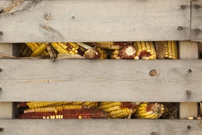 Framed Print : USA, Indiana, Indianapolis. Corn cobs in a corn crib at Indiana State Fair. Credit as Framed Print : USA, Indiana, Indianapolis. Corn cobs in a corn crib at Indiana State Fair. Credit as