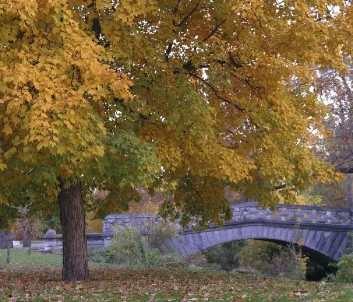 Framed Print : USA, Indiana, Indianapolis. Fall foliage at Garfield park Framed Print : USA, Indiana, Indianapolis. Fall foliage at Garfield park