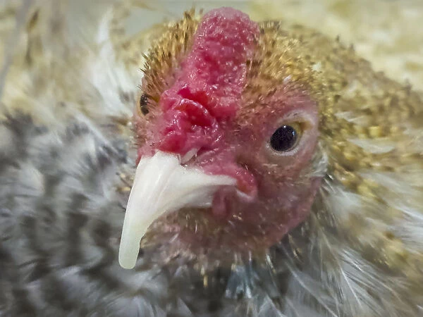 USA, Indiana, Indianapolis. Portrait of a prize-winning chicken