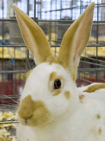 USA, Indiana, Indianapolis. Portrait of caged rabbit