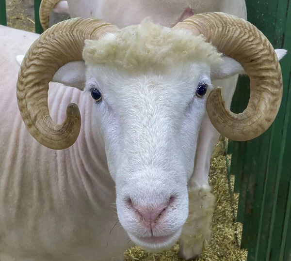 USA, Indiana, Indianapolis. Portrait of a ram