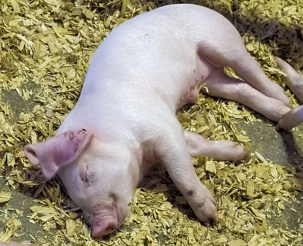 USA, Indiana, Indianapolis. Sleeping piglet