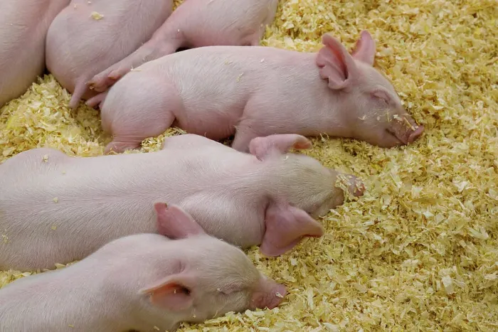 Framed Print : USA, Indiana, Indianapolis. Sleeping pink piglets in swine barn at Indiana State Fair. ©Wendy Kaveney  /  Jaynes Gallery  /  DanitaDelimont.com