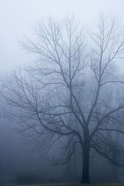 USA, Indiana. Skeleton tree in fog. Credit as: Wendy Kaveney  /  Jaynes Gallery  /  DanitaDelimont