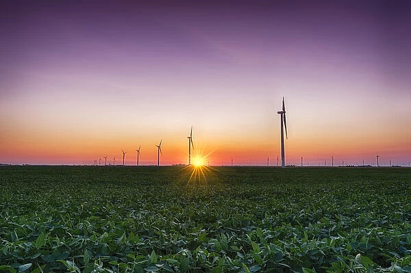 USA, Indiana. Soybean field and wind farm at sundown