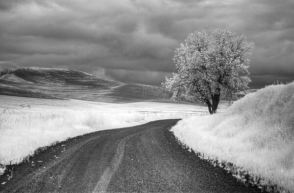 USA, Infrared Palouse fields, Backroad and Tree