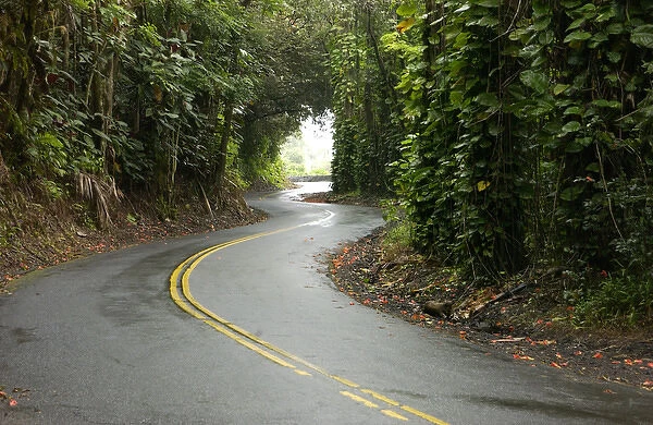 USA, Island of Hawaii, winding roads through rainforest