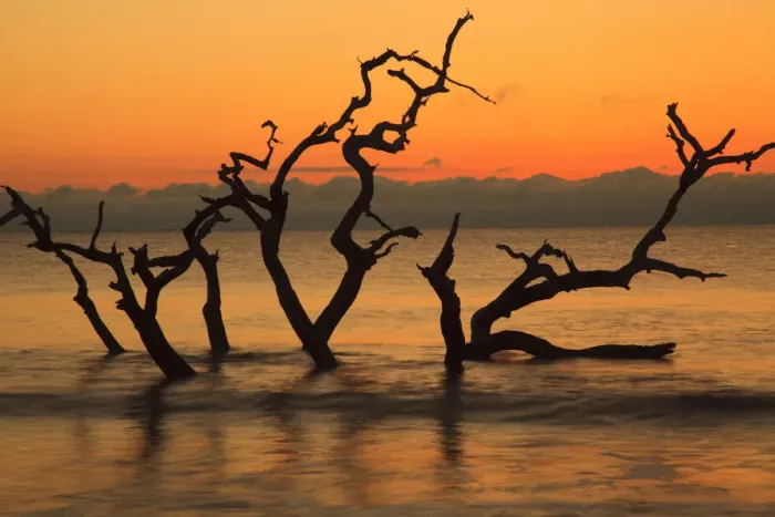 Framed Print : USA, Jekyll Island, Georgia. Driftwood Beach at sunrise Framed Print : USA, Jekyll Island, Georgia. Driftwood Beach at sunrise