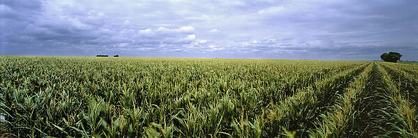 USA, Kansas, Cheyenne County. Cornfields stretch as far as the eye can see in Cheyenne County