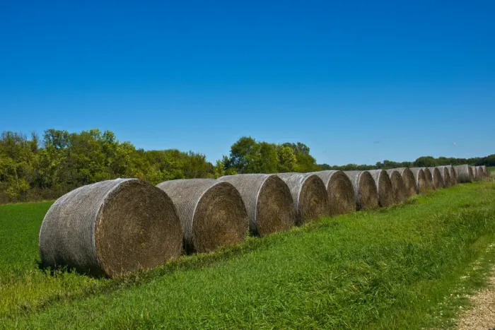 Framed Print : USA, Kansas, Minneapolis. Round bales of hay stacked in a row Framed Print : USA, Kansas, Minneapolis. Round bales of hay stacked in a row
