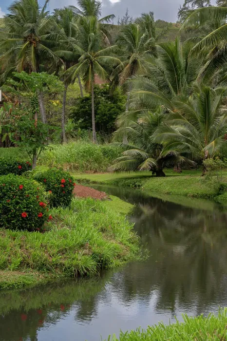 Framed Print : USA, Kauai, Hawaii. Coconut palms and creek near Moloa'a Beach