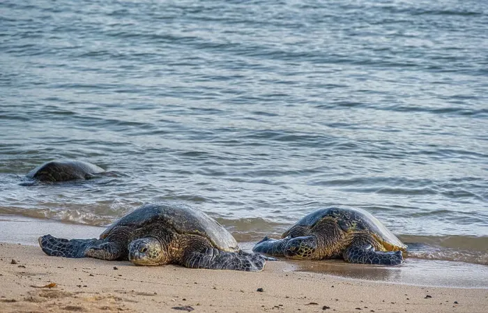 Framed Print : USA, Kauai, Hawaii. Endangered green sea turtles on Kauai south shore Framed Print : USA, Kauai, Hawaii. Endangered green sea turtles on Kauai south shore