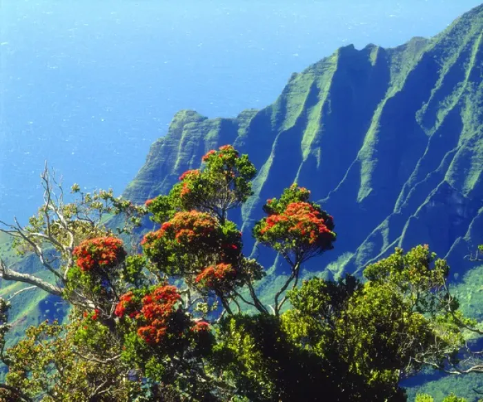 Framed Print : USA; Kauai; Hawaii. ; A flowering tree above the Na Pali Coast Framed Print : USA; Kauai; Hawaii. ; A flowering tree above the Na Pali Coast