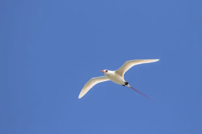 Framed Print : USA, Kauai, Kilauea Point National Wildlife Refuge. Red-tailed tropicbird in flight Framed Print : USA, Kauai, Kilauea Point National Wildlife Refuge. Red-tailed tropicbird in flight
