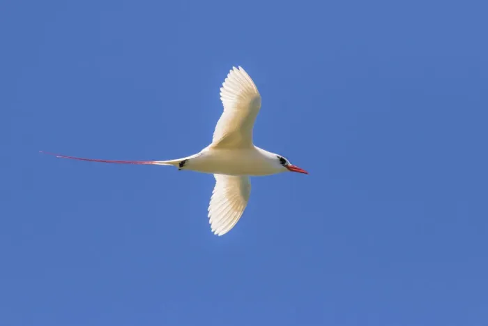 Framed Print : USA, Kauai, Kilauea Point National Wildlife Refuge. Red-tailed tropicbird in flight