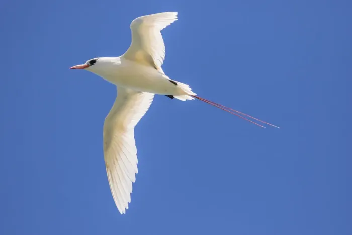 Framed Print : USA, Kauai, Kilauea Point National Wildlife Refuge. Red-tailed tropicbird flying Framed Print : USA, Kauai, Kilauea Point National Wildlife Refuge. Red-tailed tropicbird flying