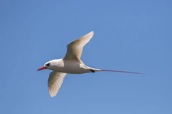 Framed Print : USA, Kauai, Kilauea Point National Wildlife Refuge. Red-tailed tropicbird flying Framed Print : USA, Kauai, Kilauea Point National Wildlife Refuge. Red-tailed tropicbird flying