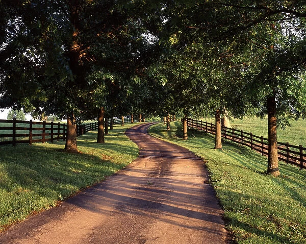 USA, Kentucky, Bluegrass Region, View of Tree line and country lane at dawn
