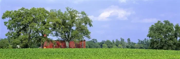 Framed Print : USA, Kentucky, Lexington area. A green field of tobacco is contrasted by a red barn Framed Print : USA, Kentucky, Lexington area. A green field of tobacco is contrasted by a red barn