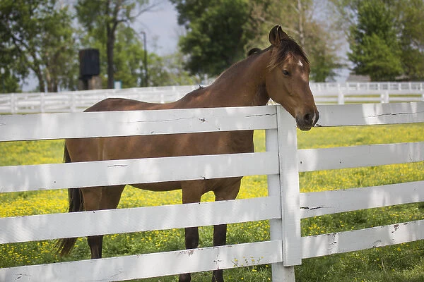 USA, Kentucky, Lexington. Horse at fence. Credit as: Don Grall  /  Jaynes Gallery  /  DanitaDelimont