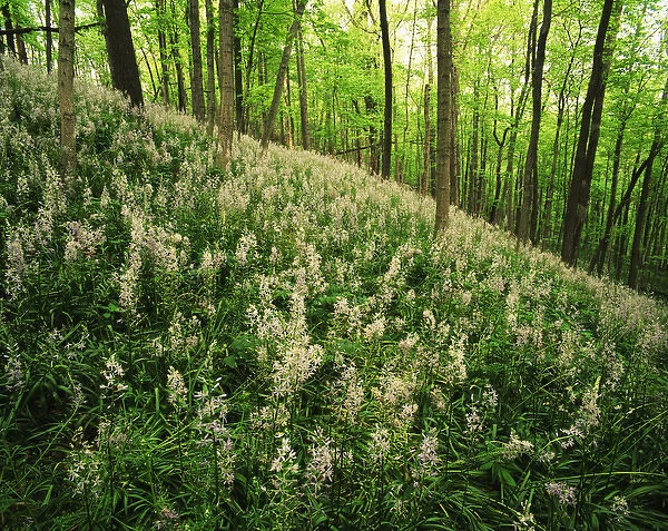 USA, Kentucky, Lexington, Raven Run Nature Sanctuary, Hillside of Wild Hyacinth