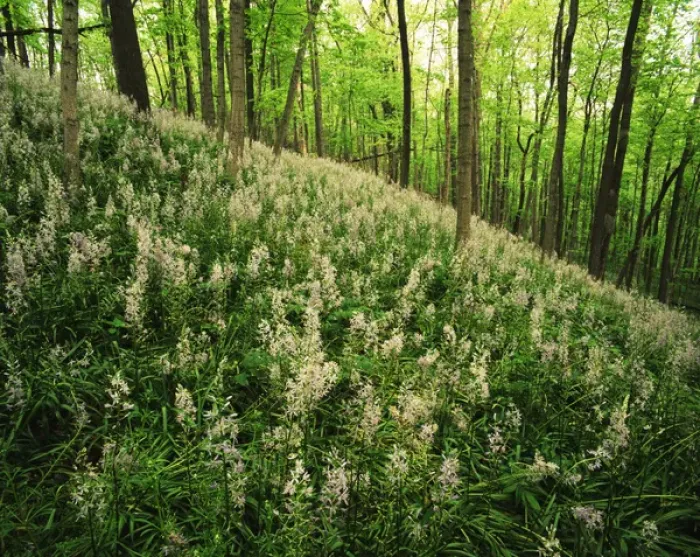 Framed Print : USA, Kentucky, Lexington, Raven Run Nature Sanctuary, Hillside of Wild Hyacinth Framed Print : USA, Kentucky, Lexington, Raven Run Nature Sanctuary, Hillside of Wild Hyacinth