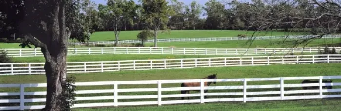 Framed Print : USA, Kentucky, Lexington. A thoroughbred horse stands by a white fence in Kentucky Horse Park Framed Print : USA, Kentucky, Lexington. A thoroughbred horse stands by a white fence in Kentucky Horse Park