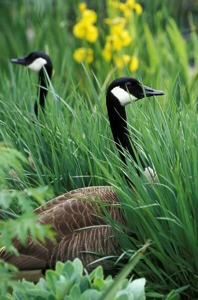 USA, Kentucky, Louisville. Canada Geese in tall grass (Branta canadensis)
