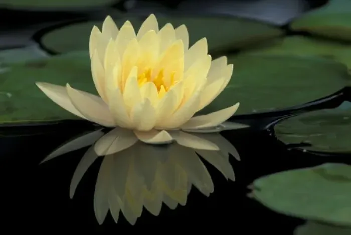 Framed Print : USA, Kentucky, Louisville Domestic water lily, Charlene Strawn