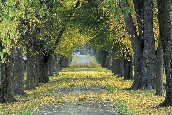 USA, Kentucky, Louisville. Tree-lined road in autumn