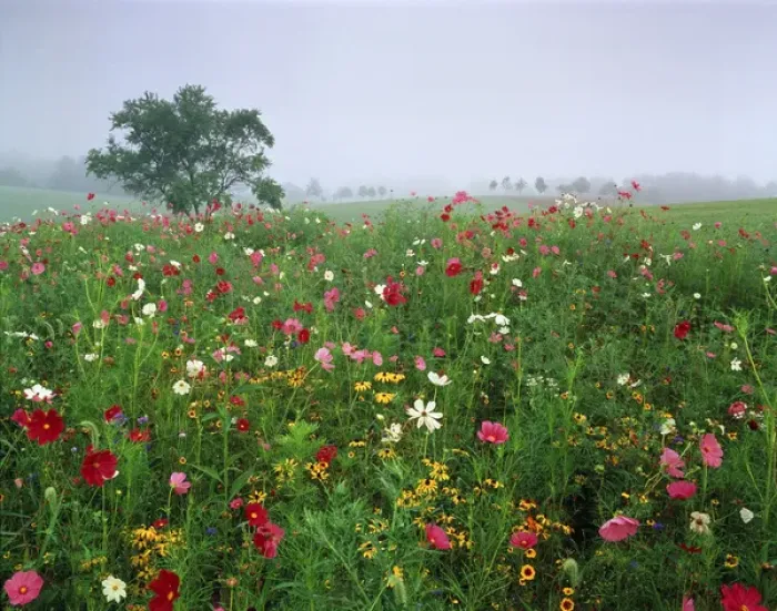 Framed Print : USA, Kentucky, Union, Field Of cosmos flower