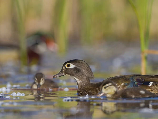 USA, Lake Sammamish, Washington. Female Wood Duck with chicks, with out-of-focus
