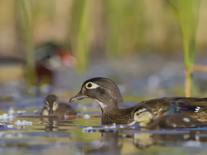 Framed Print : USA, Lake Sammamish, Washington. Female Wood Duck with chicks, with out-of-focus
