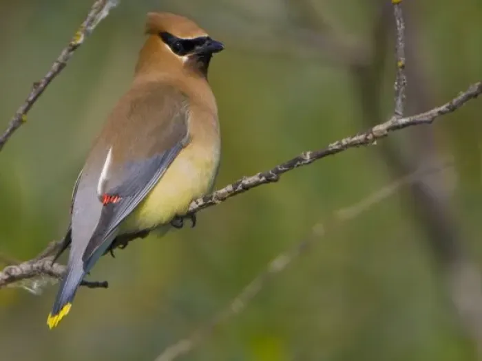 Framed Print : USA, Lake Sammamish, Washington. Cedar Waxwing perched on branch