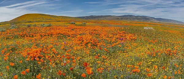 USA. Lancaster, California. Panoramic Landscape of California poppies