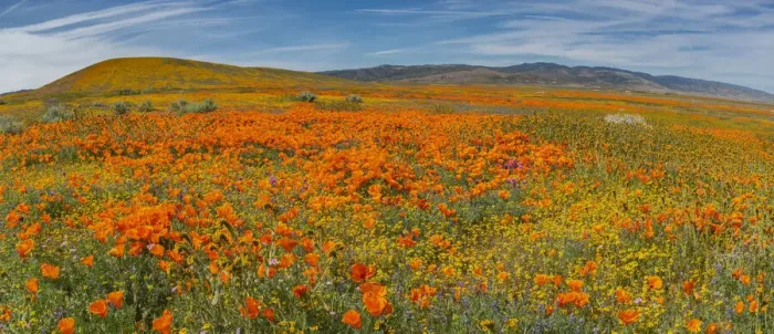 Framed Print : USA. Lancaster, California. Panoramic Landscape of California poppies Framed Print : USA. Lancaster, California. Panoramic Landscape of California poppies