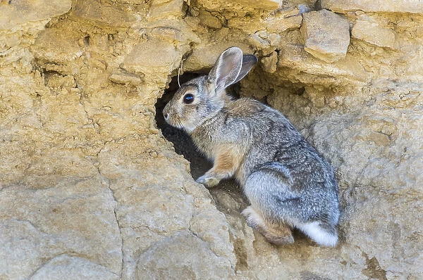 USA, Lincoln County, a cottontail rabbit climbs into its hole in a cliff in