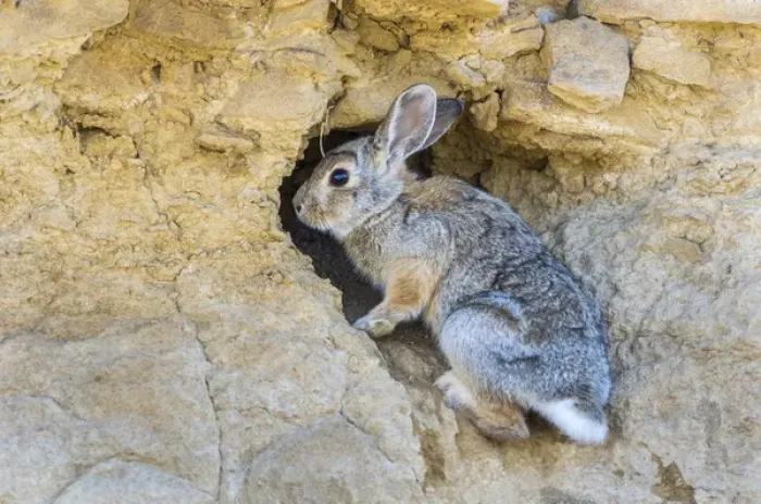 Framed Print : USA, Lincoln County, a cottontail rabbit climbs into its hole in a cliff in Framed Print : USA, Lincoln County, a cottontail rabbit climbs into its hole in a cliff in