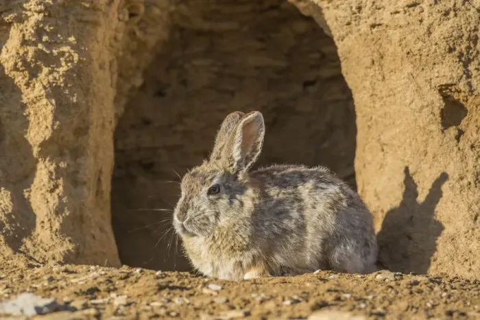 Framed Print : USA, Lincoln County, Wyoming. Cottontail Rabbit sits in front of its den creating Framed Print : USA, Lincoln County, Wyoming. Cottontail Rabbit sits in front of its den creating