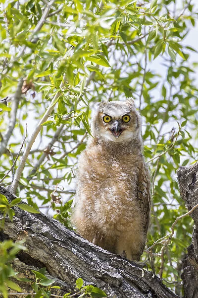 USA, Lincoln County, Wyoming. Recently branched Great Horned Owl chick sits on a cottonwood branch