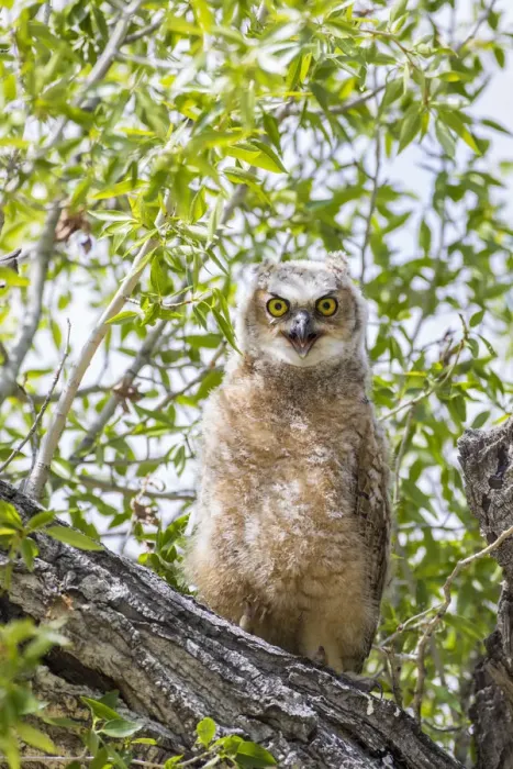 Framed Print : USA, Lincoln County, Wyoming. Recently branched Great Horned Owl chick sits on a cottonwood branch Framed Print : USA, Lincoln County, Wyoming. Recently branched Great Horned Owl chick sits on a cottonwood branch
