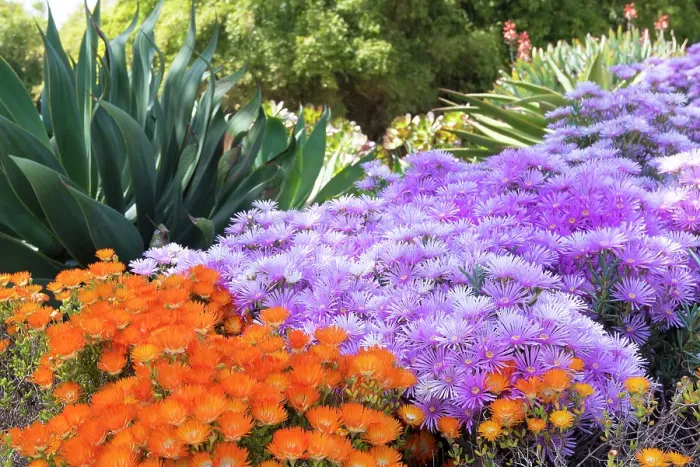 Framed Print : USA, Los Angeles, California. Brilliant color blooming succulents Framed Print : USA, Los Angeles, California. Brilliant color blooming succulents